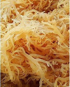 Rastarafi® Wholesale Sea Moss (50 lbs) Irish Moss | Raw Wildcrafted Superfood (Bulk)