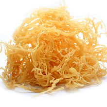 Rastarafi® Wholesale Sea Moss 50 lb (Bulk) Irish Moss | 100% Pure Raw Wildcrafted Seamoss Chondrus Crisper